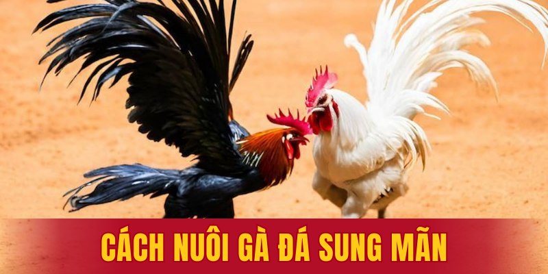 cách nuôi gà đá sung mãn