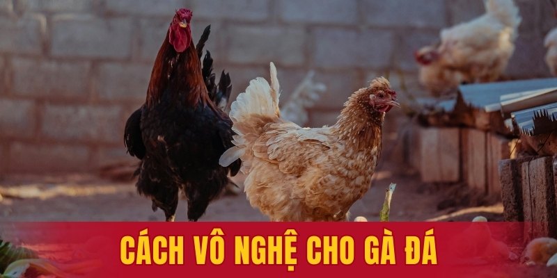 cách vô nghệ cho gà đá