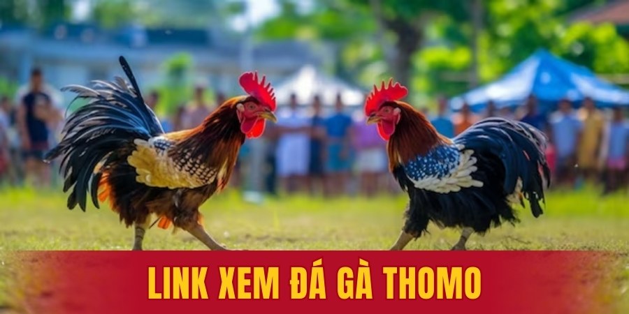 link xem đá gà thomo